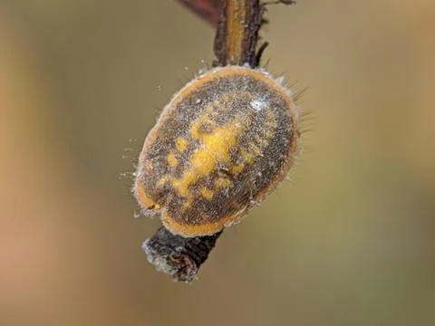 Tree parasite Foto stock