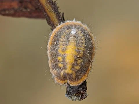 Tree parasite Stock Photos