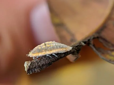 Tree parasite side ways 库存照片