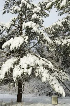 Tree in the Park after snowfall Stock Photos
