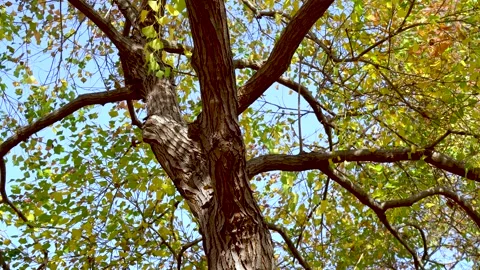 A tree in the park in the autumn Stock Footage 229836377