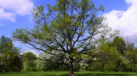 Tree in the Park on a background of blue sky and clouds Stock-Footage 63099812