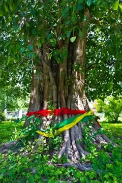 Tree in the Park, Big Tree Stock Photos