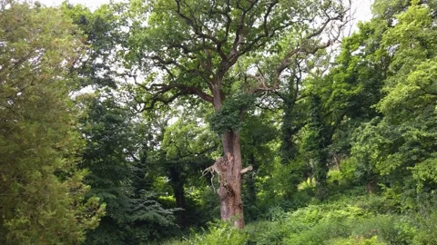 Tree in the park - common beech in summer, Noszvaj, Hungary Stock Footage 150179929