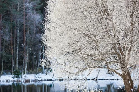 Tree at park covered in snow Stock Photos