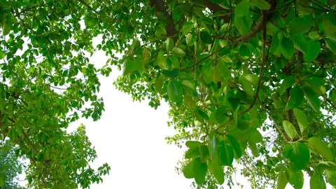 Tree in park with dense vegetation. Birch forest. Tree branches. Video stock 197572712