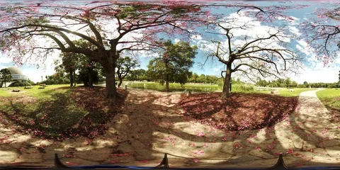 Tree in a park during fall Video stock 94008227