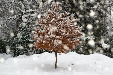 Tree in a park during snowfall Stock Photos