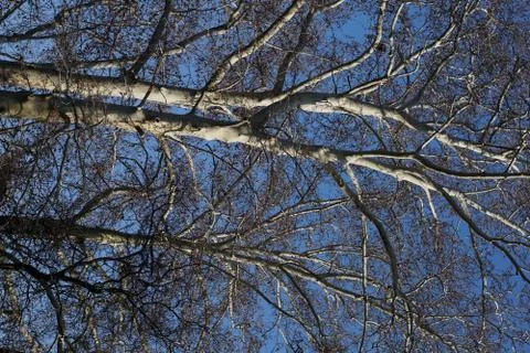 A tree in the park during the winter. Stock-Fotos