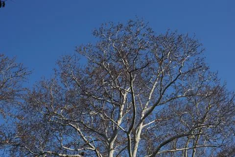A tree in the park during the winter. 스톡 사진
