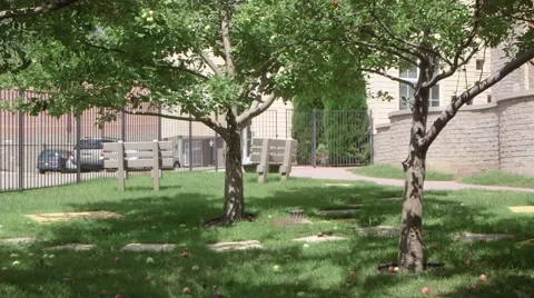 Tree in a park Stock Footage 42850162