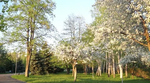 Tree in Park Stock Footage 50424373