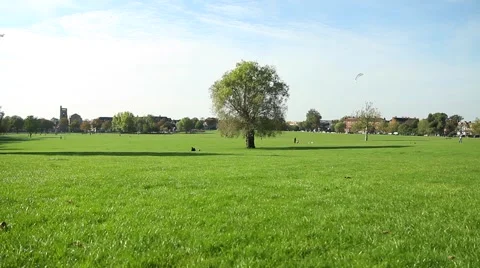 Tree in the park. Stock Footage 62064069