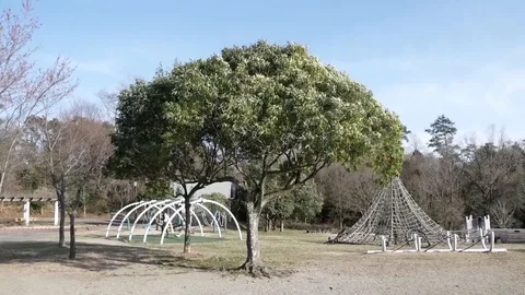 Tree in park Video stock 88605753