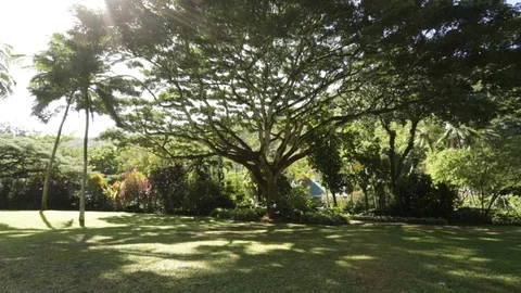 Tree In A Park Stock Footage 104784583