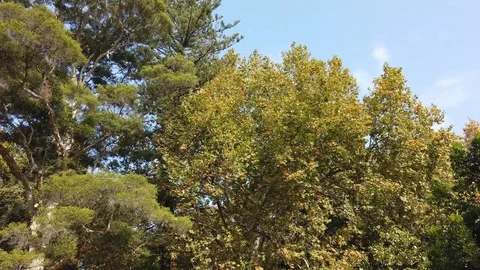 Tree park Stock Footage 106799187