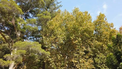 Tree on the park Stock Footage 106799202