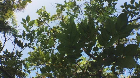 Tree park Stock Footage 116800099