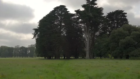 Tree in park Stock Footage 137449163