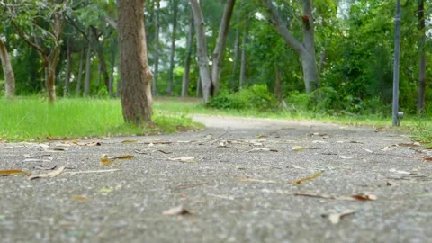 Tree in park Stock Footage 140383445