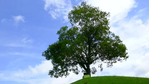 Tree in park Stock Footage 140383678