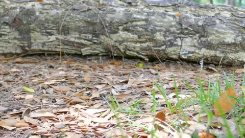 Tree in park Stock Footage 140383767