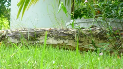 Tree in park Stock Footage 140383905