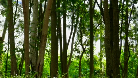 Tree in park Stock Footage 140384017