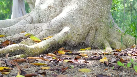 Tree in park Stock Footage 140384090