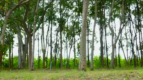 Tree in park Stock Footage 140384126