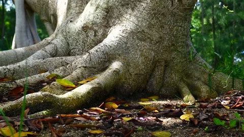 Tree in park Stock Footage 140384193