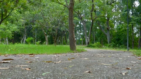 Tree in park Stock Footage 140384254