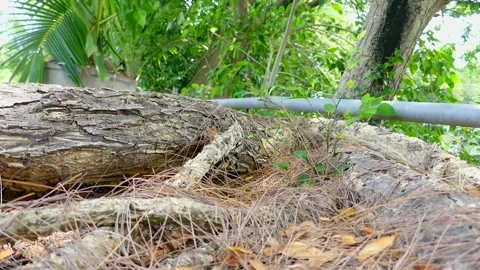 Tree in park Stock Footage 140384284