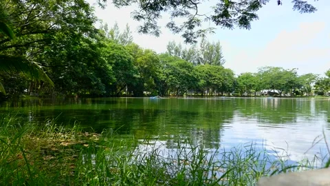 Tree in park Stock Footage 140384317