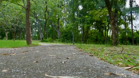 Tree in park Stock Footage 140384442