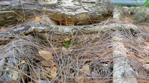 Tree in park Stock Footage 140384512