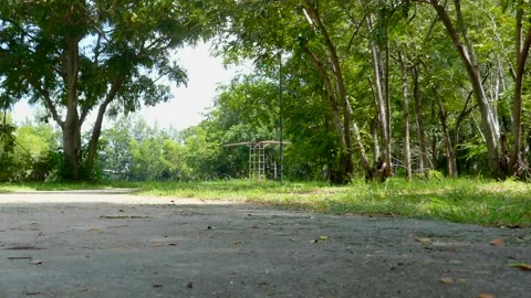 Tree in park Stock Footage 140384564