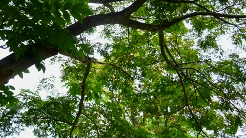 Tree in park Stock Footage 140384647