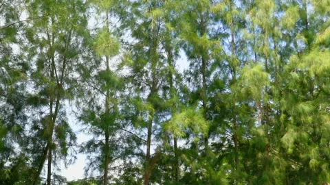 Tree in park Stock Footage 140384711