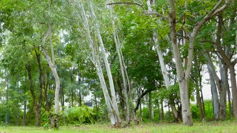 Tree in park Stock Footage 140384794
