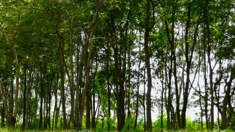 Tree in park Stock Footage 140384908