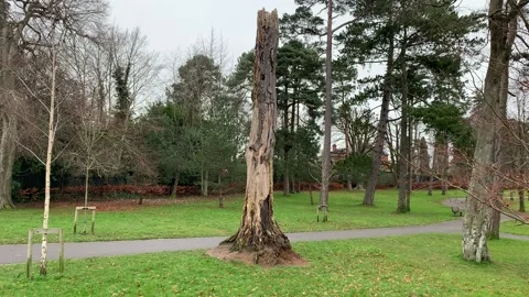 Tree in Park 動画素材 166975875