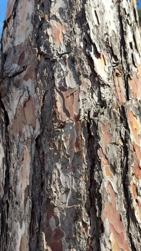 Tree in the park Stock Footage 302835047