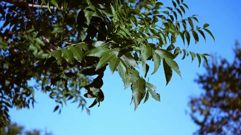 Tree in park Stock Footage 314750812
