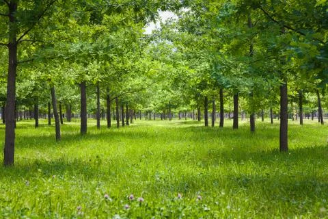 Tree park landscape Stock Photos