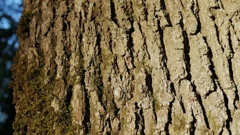 A tree in the park with a moss close up macro. Wooden trunk texture in the Stock Footage 256166362