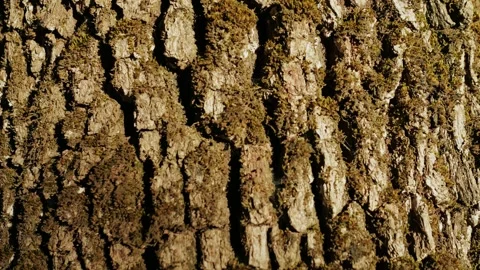 A tree in the park with a moss close up macro. Wooden trunk texture in the Stock Footage 256725195