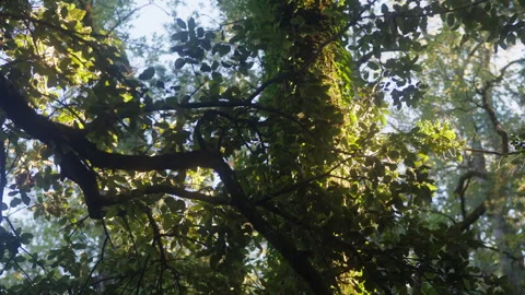 A tree in the park with a moss close up macro. Wooden trunk texture in the Stock Footage 265601151
