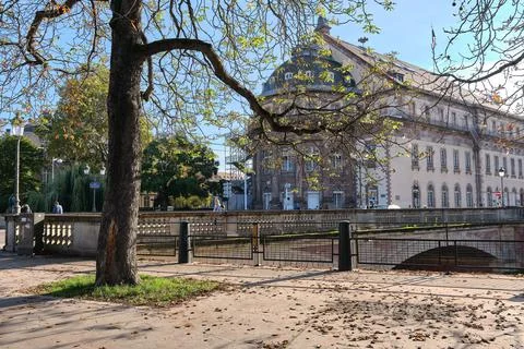 Tree in a park in Paris Foto stock