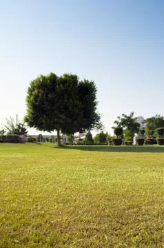 Tree in a park Foto stock